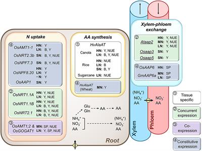 Targeting Nitrogen Metabolism and Transport Processes to Improve Plant Nitrogen Use Efficiency